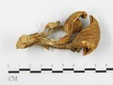 學名:Pleurotus cystidiosus