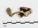 學名:Agaricus praeclaresquamosus