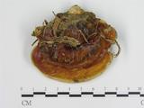 學名:Ganoderma lucidum