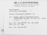 ǦW:Russula cyanoxantha