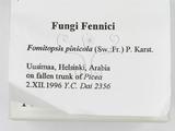 ǦW:Fomitopsis pinicola