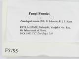 學名:Fomitopsis rosea