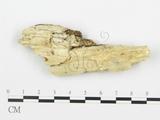 學名:Antrodiella albocinnamomea