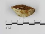 學名:Ganoderma lipsiense