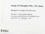 ǦW:Rigidoporus crocatus