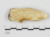 學名:Fomitopsis rhodophaeus