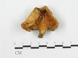 學名:Polyporus alveolaris