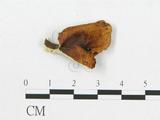 學名:Polyporus cf. badius