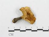 學名:Polyporus badius