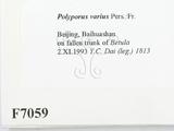 ǦW:Polyporus varius