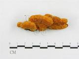 學名:Pycnoporellus fulgens