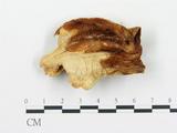 學名:Climacodon septentrionalis