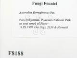 ǦW:Asterodon ferruginosus