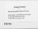 ǦW:Boletus pinophilus