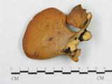 學名:Polyporus varius