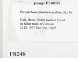 ǦW:Porotheleum fimbriatum