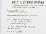 ǦW:Cylindrobasidium laeve