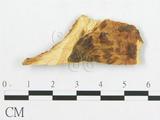 學名:Polyporus tuberaster