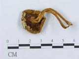 學名:Pholiota aurivella