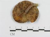 學名:Russula amoena