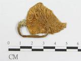 學名:Entoloma sp.