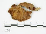 學名:Russula alboareolata