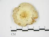 學名:Russula alboareolata