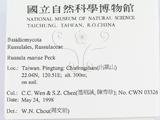 ǦW:Russula mariae