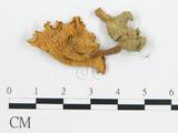 學名:Cantharellus luteocomus