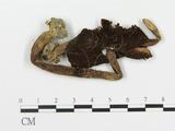 學名:Agaricus praeclaresquamosus