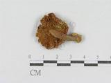 學名:Russula mariae