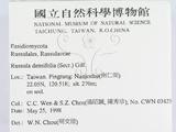 ǦW:Russula densifolia
