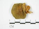學名:Russula cyanoxantha