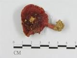 學名:Russula amoena