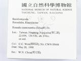ǦW:Russula cyanoxantha