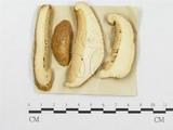 學名:Polyporus betulinus