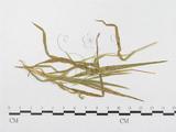 學名:Puccinia windsoriae