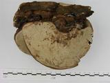 學名:Ganoderma cf. incrassatum