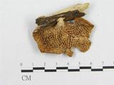 學名:Polyporus tenuiculus