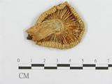 學名:Russula alboareolata