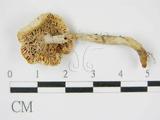 學名:Russula alboareolata