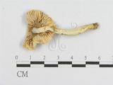 學名:Russula alboareolata