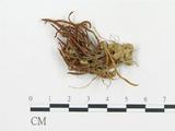 學名:Clavulinopsis fusiformis