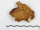 學名:Polyporus tenuiculus