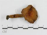 學名:Russula senecis