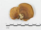 學名:Polyporus moluccensis