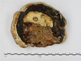 學名:Fomitopsis pinicola