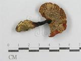 ǦW:Russula sp.