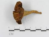 學名:Russula senecis
