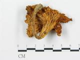 學名:Craterellus sp.